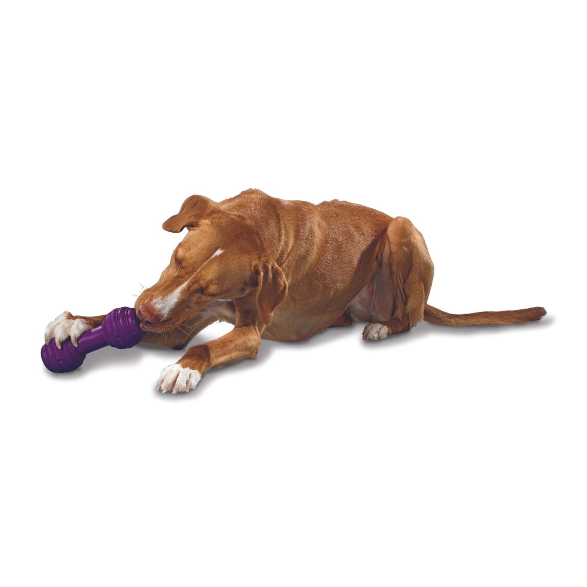 PetSafe Busy Buddy Chuckle™