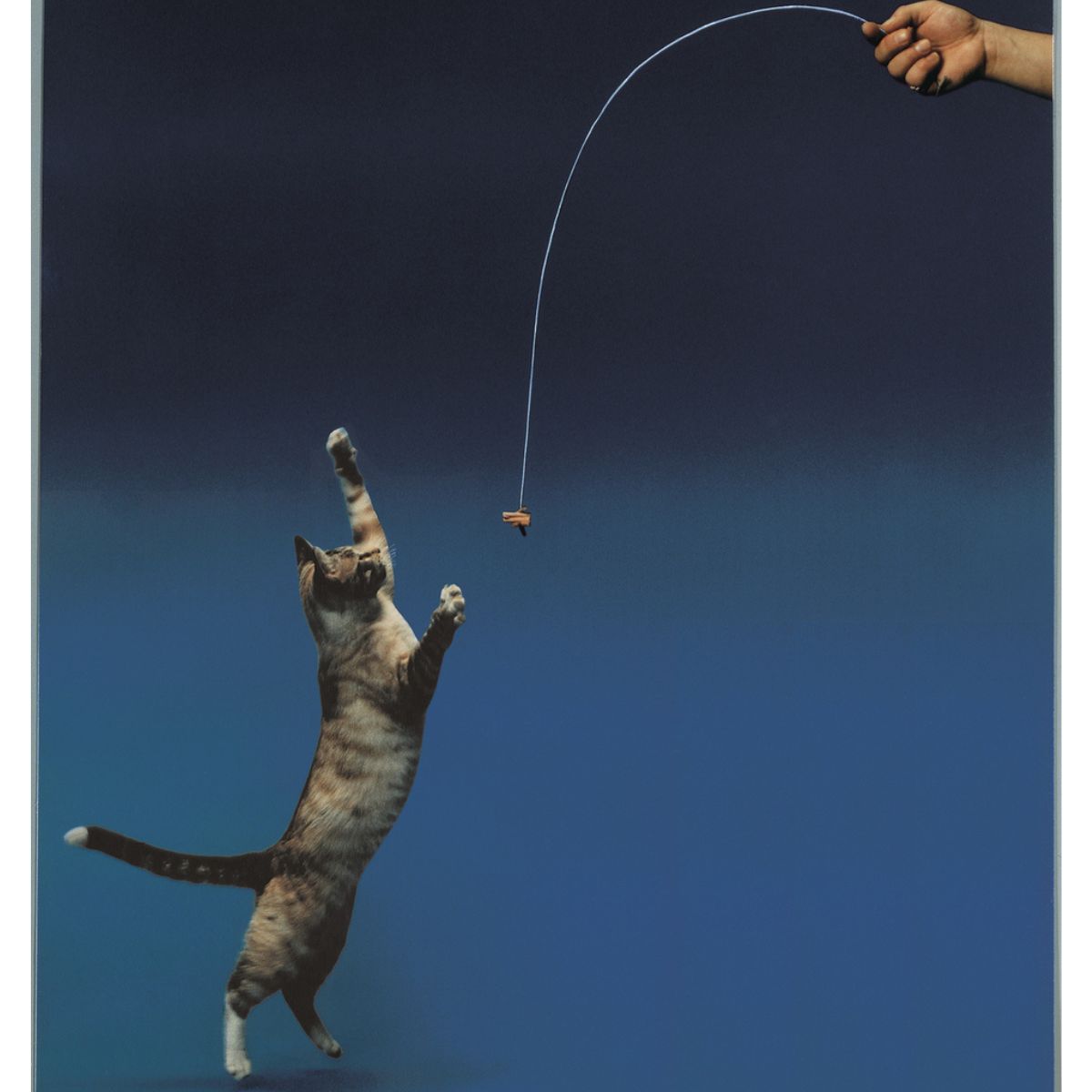 Cat Dancer Original