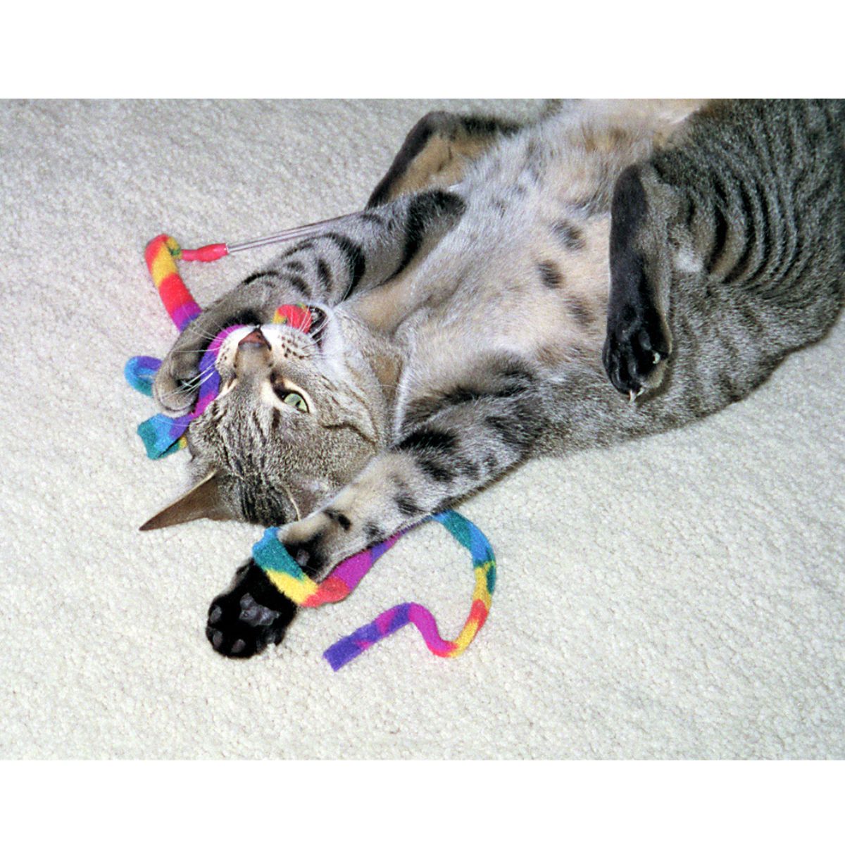 Cat Dancer Cat Charmeur
