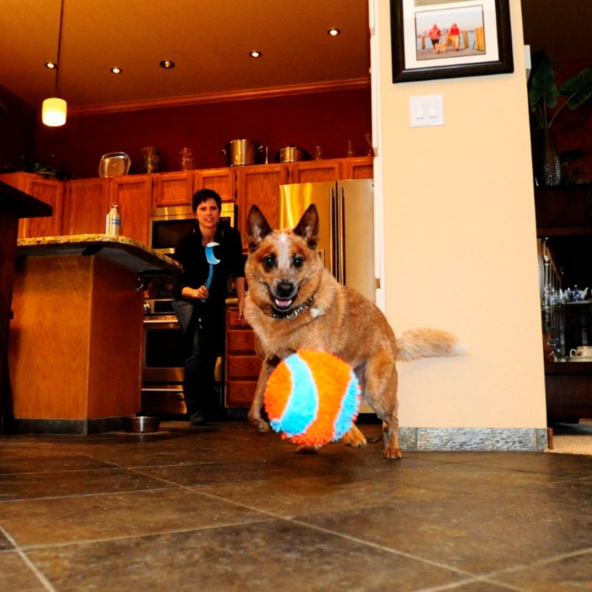 Chuckit Indoor Ball, Spielzeugball für Hunde für drinnen, 12 cm