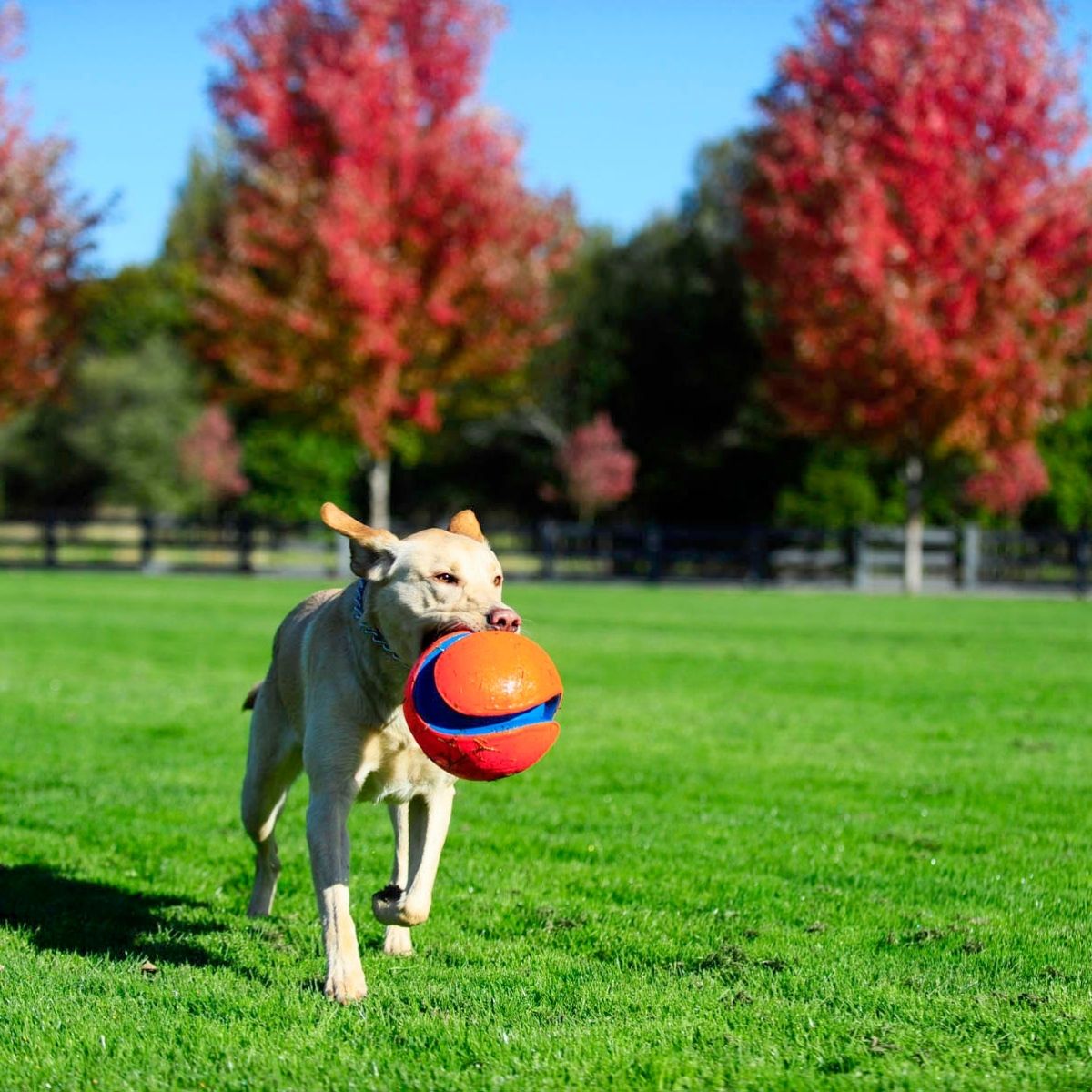 Chuckit Kick Fetch L 19 cm