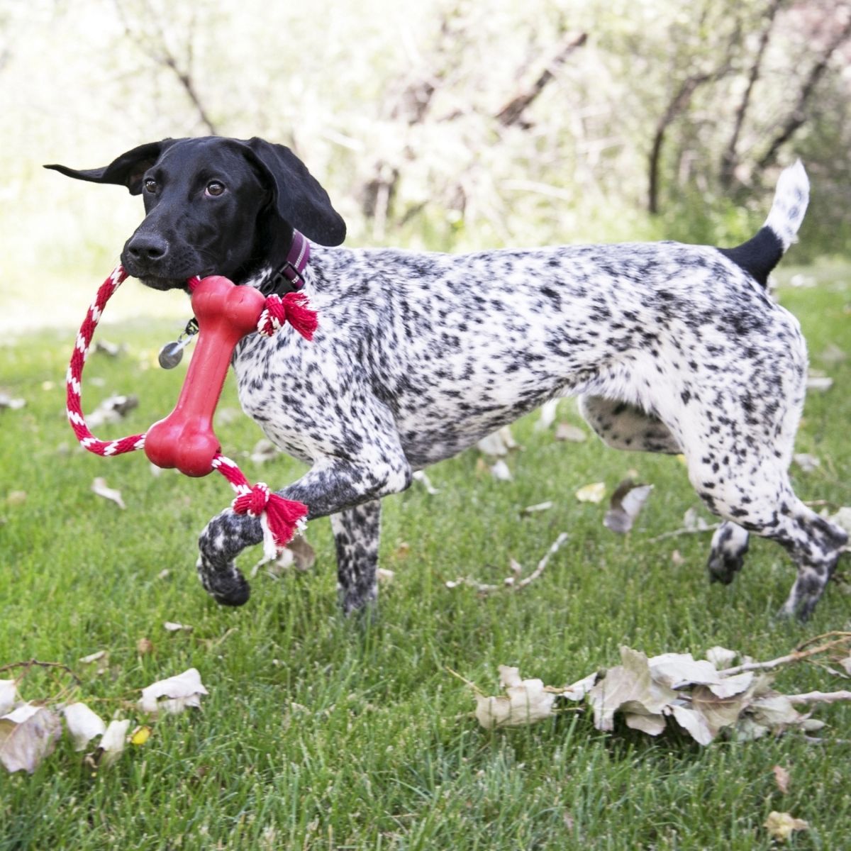 KONG Goodie Bone (M), Spielzeug-Knochen mit Seil