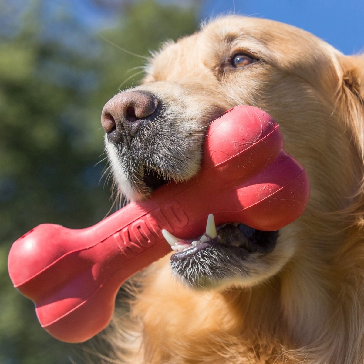 KONG Goodie Bone (M), Spielzeug-Knochen