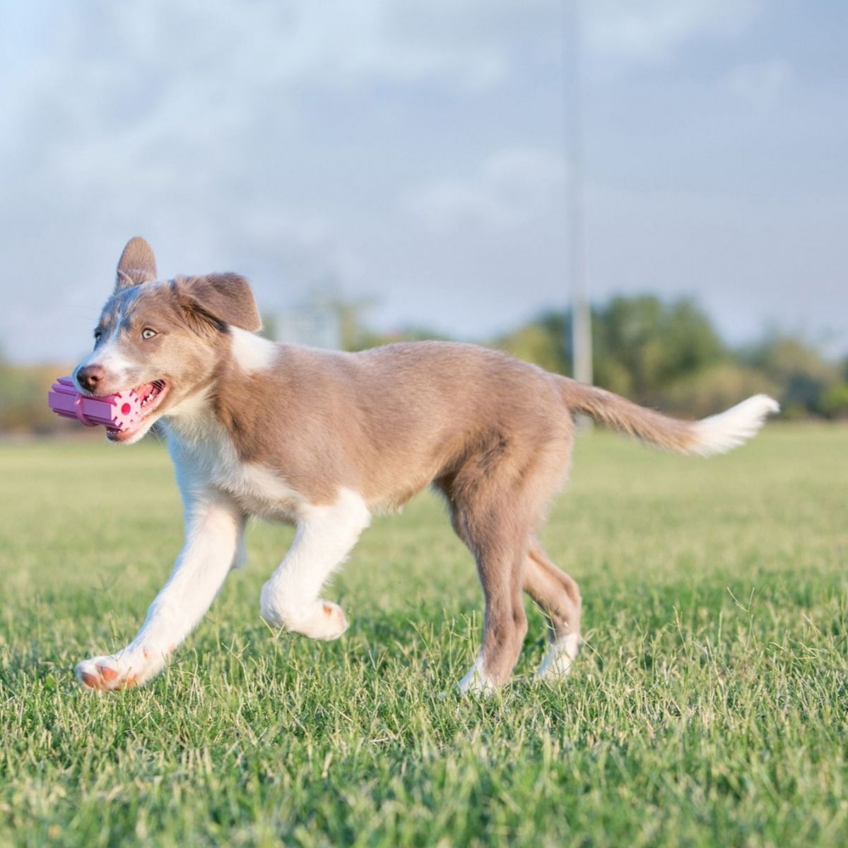 KONG Puppy Teething Stick (S), Spielzeug-Kauknochen für Welpen