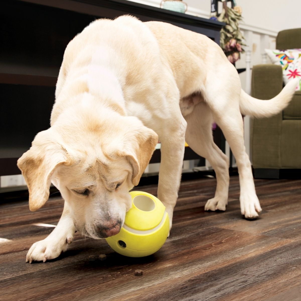 KONG Rewards Tennis Hundespielball (L) zum Befüllen mit Leckereien