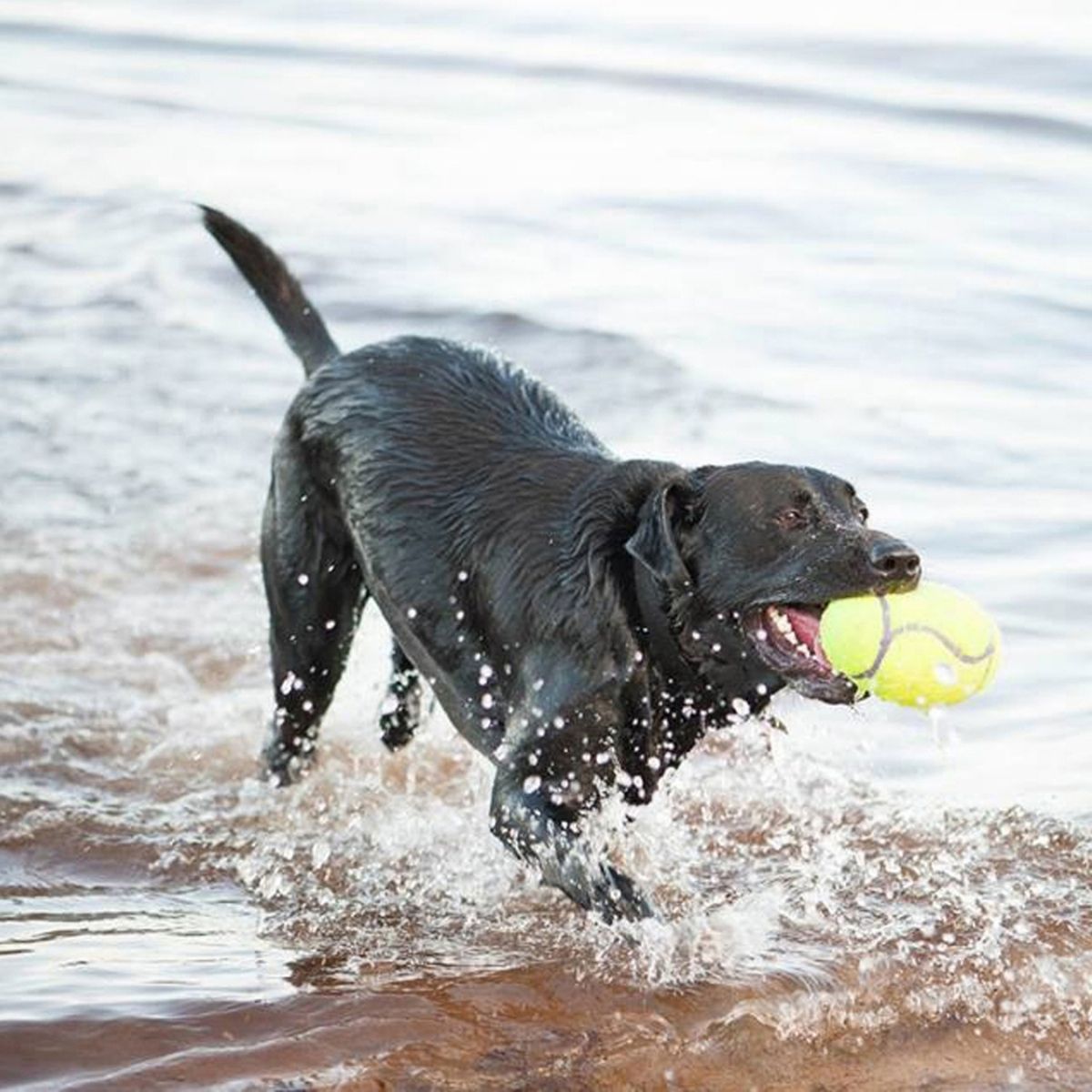 KONG Airdog® Squeaker Football (M), Apportierspielzeug für Hunde, mit Quietscher,