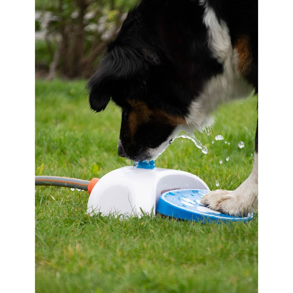 CoolPets Splash Water Fountain, Brunnen für Hunde