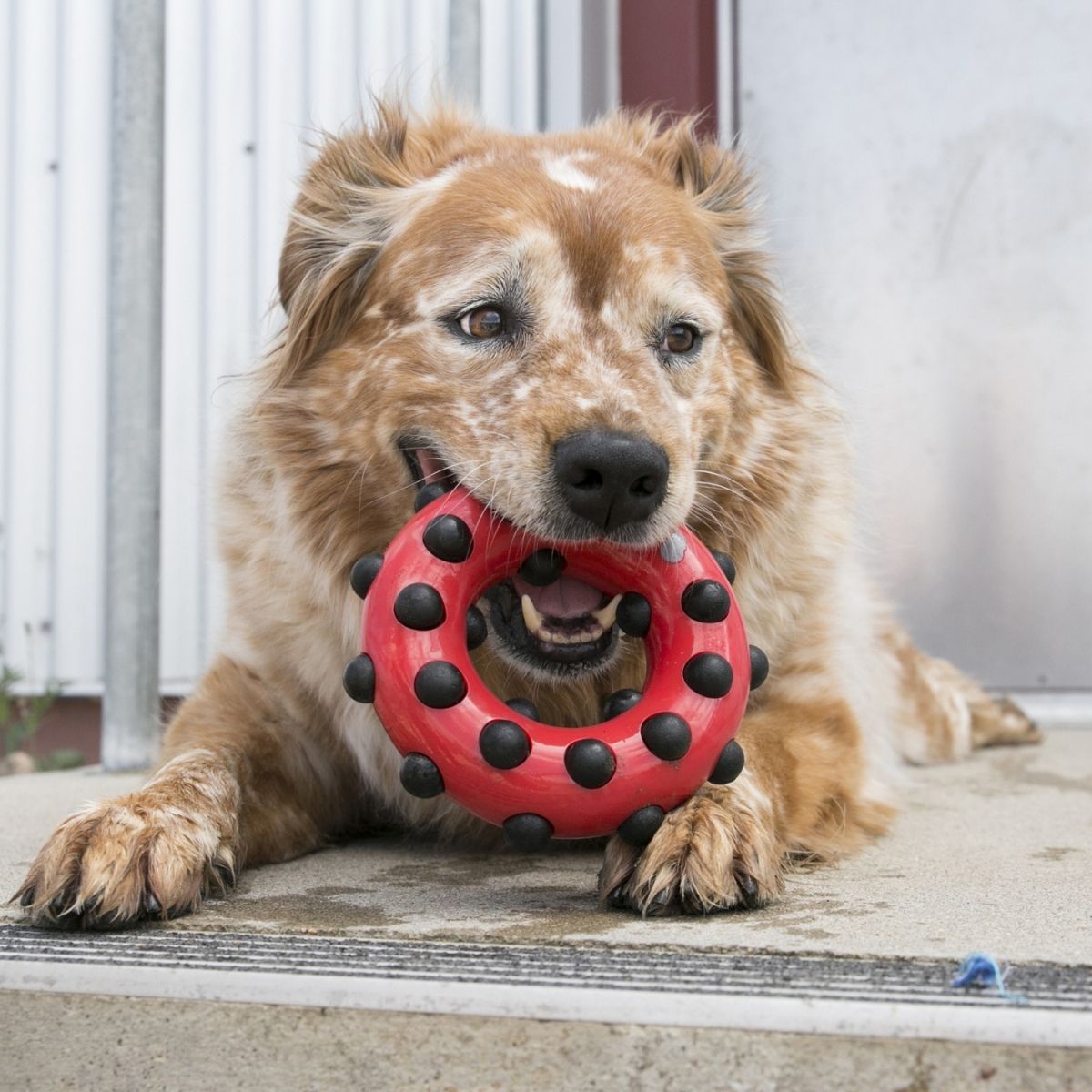KONG Dotz Square (L), Kauspielzeug für Hunde 4-Eckig 15cm