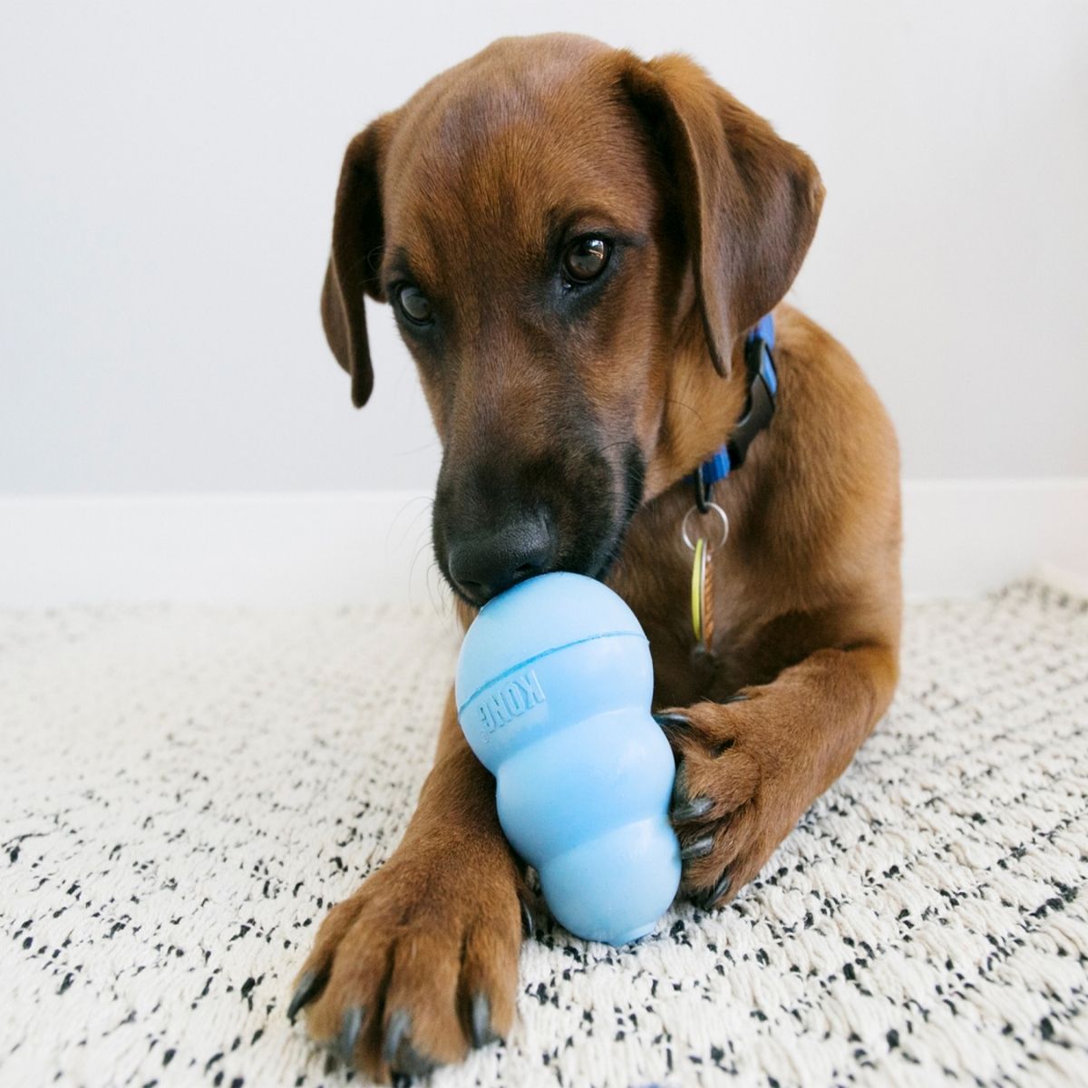 KONG Puppy (M), 8,6 cm