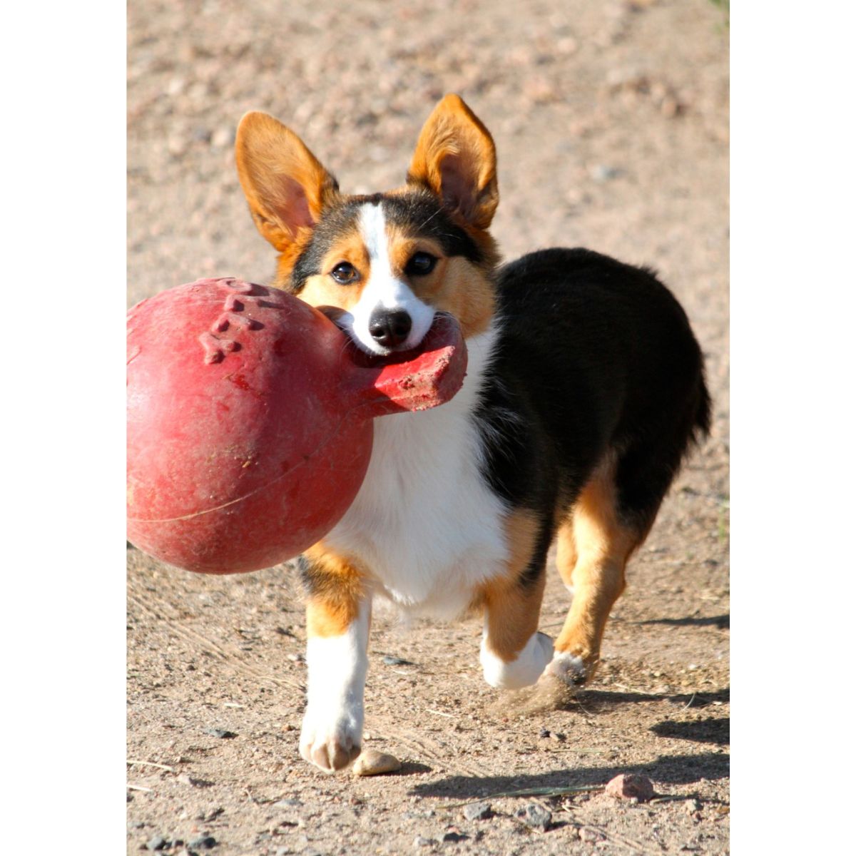 Jolly Tug-n-Toss 15 cm Rot
