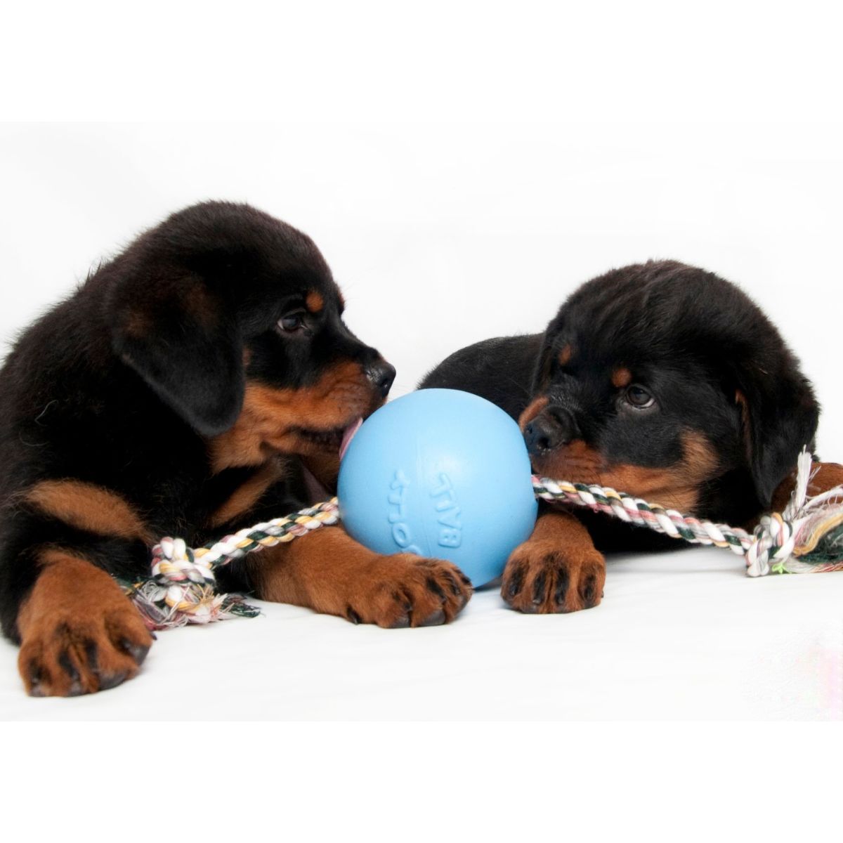 Jolly Ball Romp-n-Roll 10 cm Hellblau (Heidelbeerenduft)