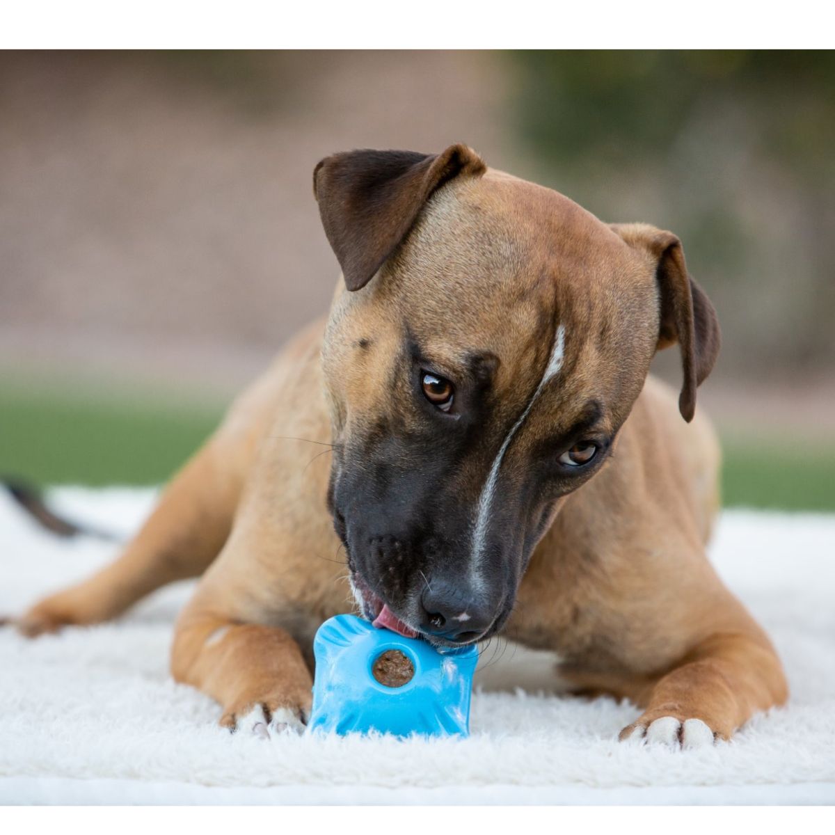 Jolly Flex-n-Chew Squarble Gelb Small Kauspielzeug für Hunde