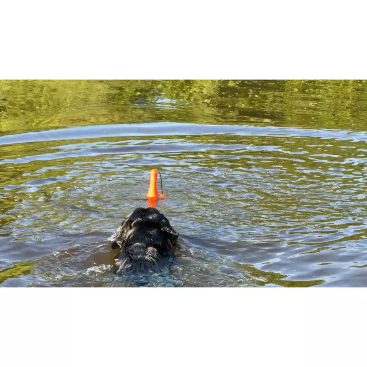 Dog Comets Bobber