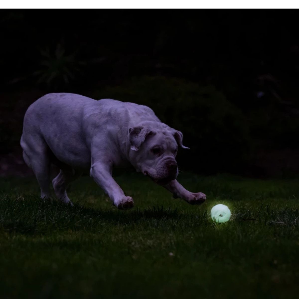 Chuckit! Air Glow Fetch Ball