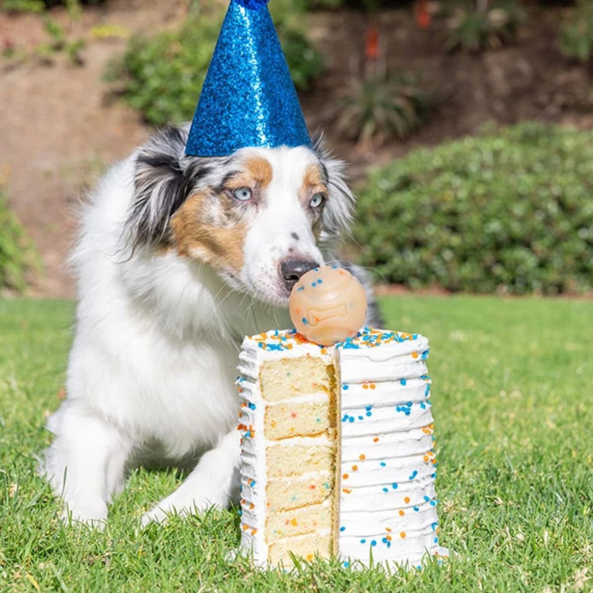 Chuckit! Birthday Fetch Ball M, Geburtstags-Spielball für Hunde