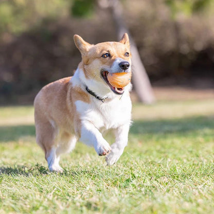 Chuckit! Birthday Fetch Ball M, Geburtstags-Spielball für Hunde