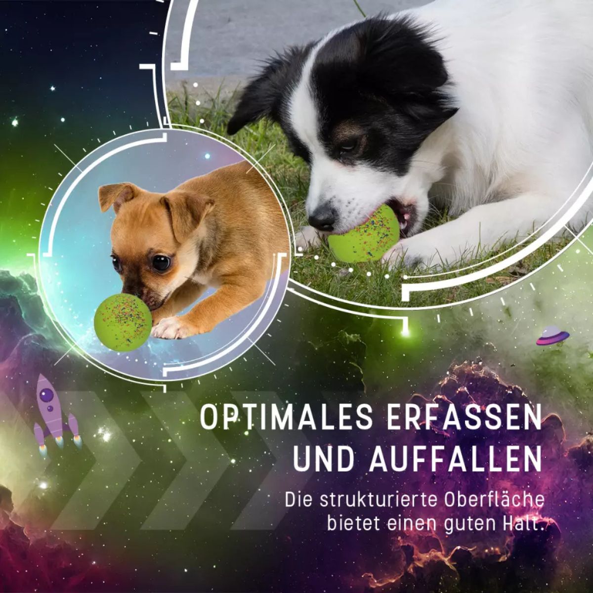 Dog Comets Stardust L