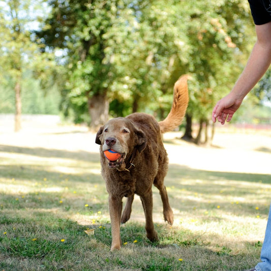 Chuckit Ultra Ball Medium 6 cm 2er Pack