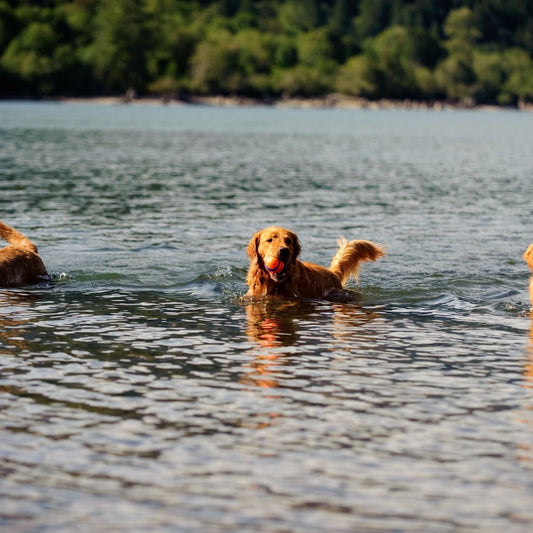 Chuckit Ultra Ball Large 7 cm 1er Pack