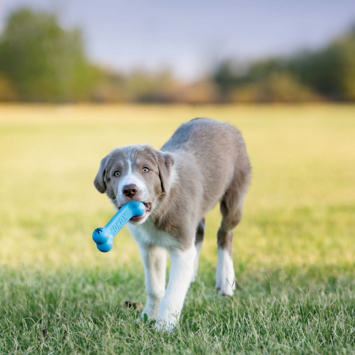 KONG Puppy Goodie Bone (S), Spielzeug-Knochen für Welpen