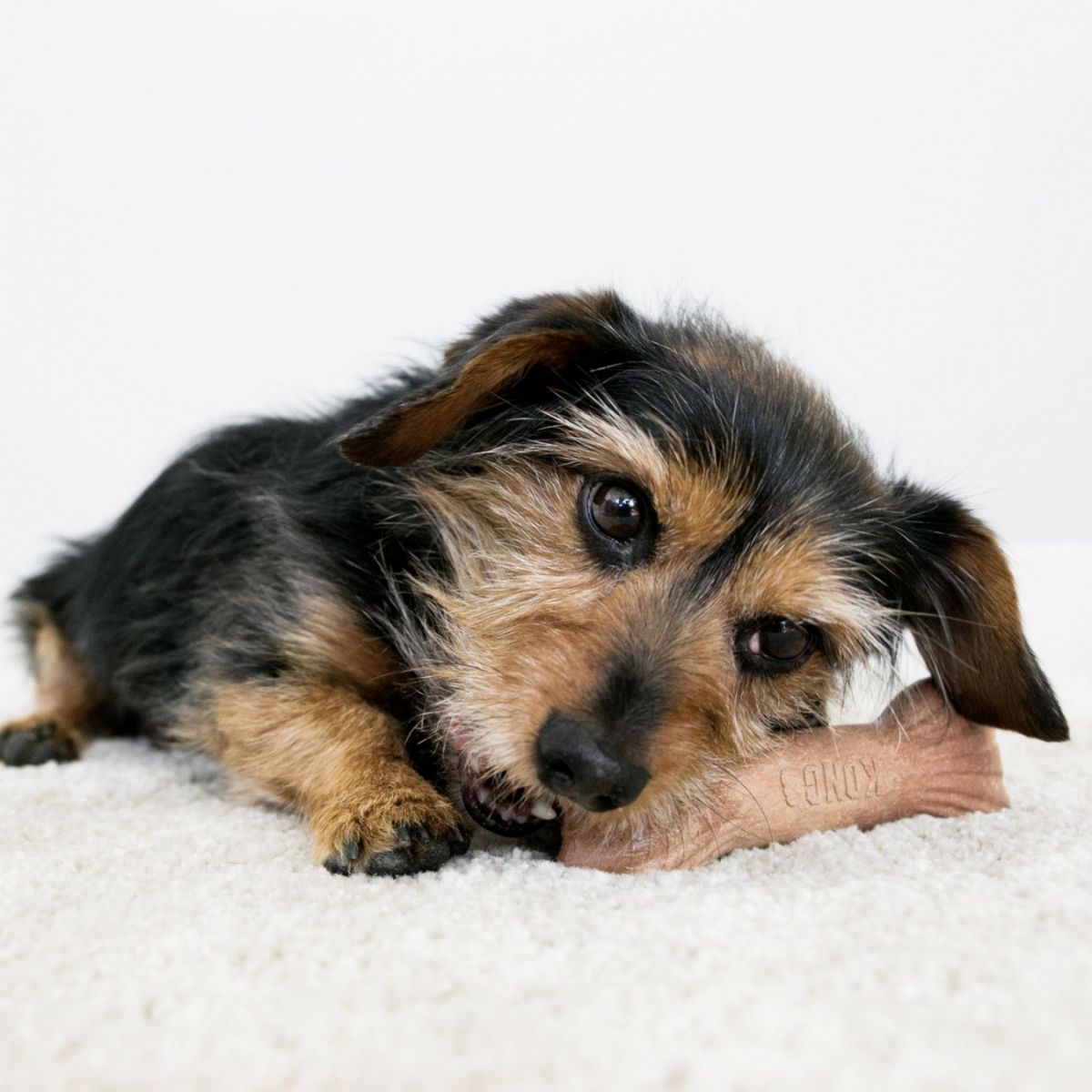 KONG ChewStix Bone (M), Hundekauknochen mit Holztextur