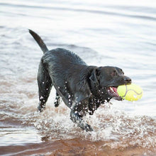 KONG Airdog® Squeaker Football (M), Apportierspielzeug für Hunde, mit Quietscher,
