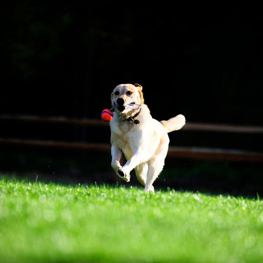 Chuckit Ultra Tug M 6 cm