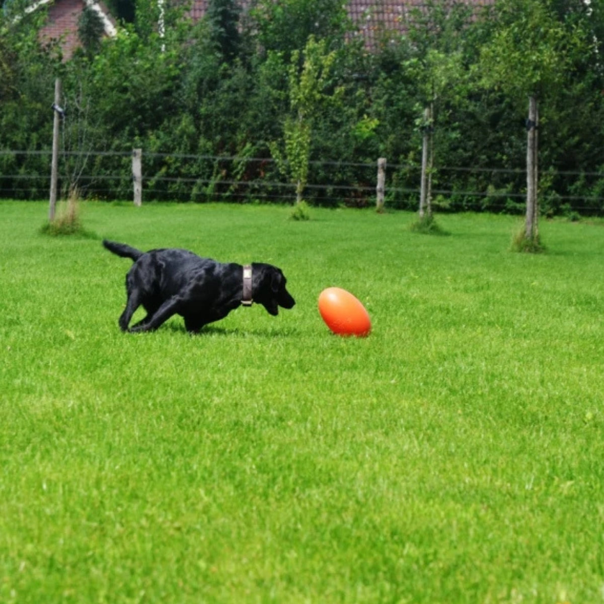 Dog Comets Pan-Stars M