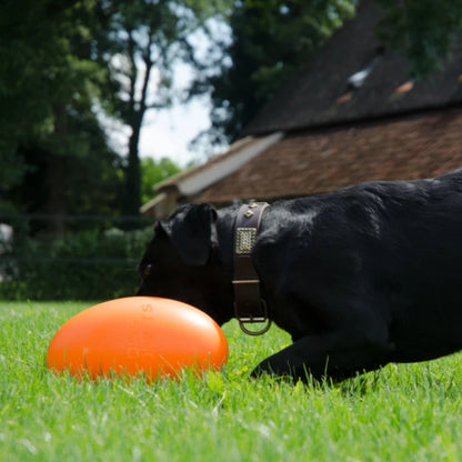 Dog Comets Pan-Stars M