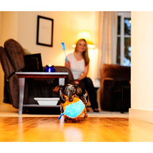 Chuckit! Indoor Shaker