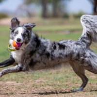 KONG SqueakAir Birthday Ball (M), Spielball f&uuml;r Hunde mit Quietscher, Dreier-Pack