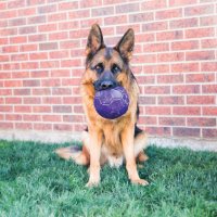 KONG Flexball, Flexibler Hundespielball 14,5 cm